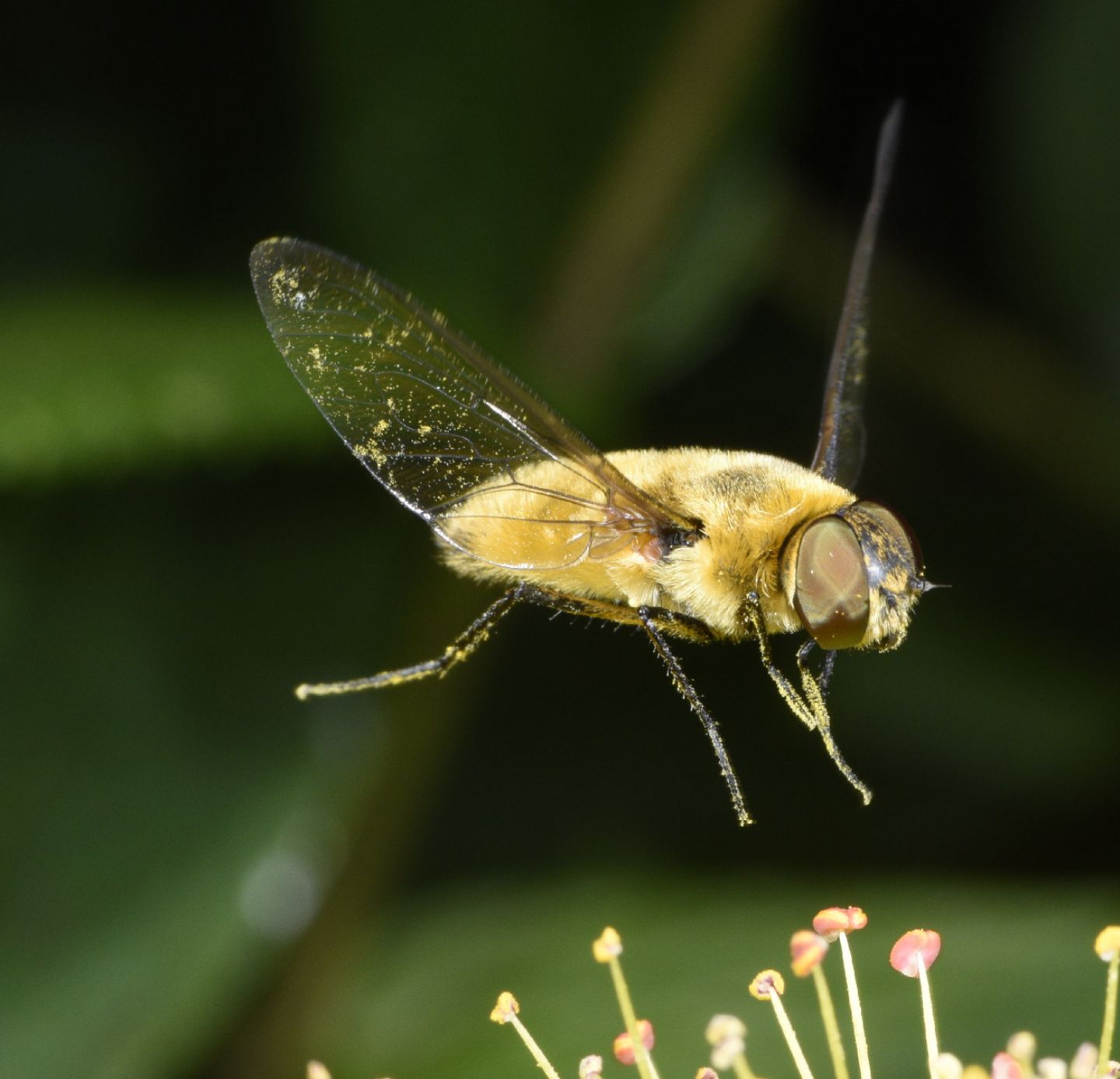 Bombyliidae: Villa sp.